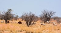 AFRIQUE : le FVC accorde 1,2 Md$ pour la résilience climatique dans plusieurs pays © meunierd/Shutterstock