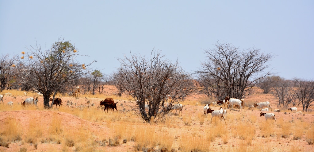 AFRIQUE : le FVC accorde 1,2 Md$ pour la résilience climatique dans plusieurs pays © meunierd/Shutterstock