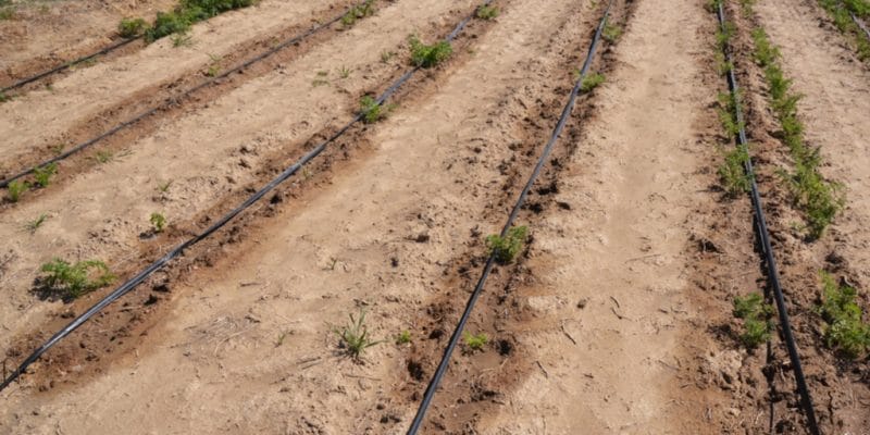 KENYA : à Galole, l’État finance la réalisation de 27 forages pour l’irrigation©Christian Fry/Shutterstock