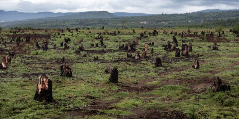 AFRIQUE: quatre millions d'hectares de forêts disparaissent chaque année©Dudarev Mikhail/Shutterstock