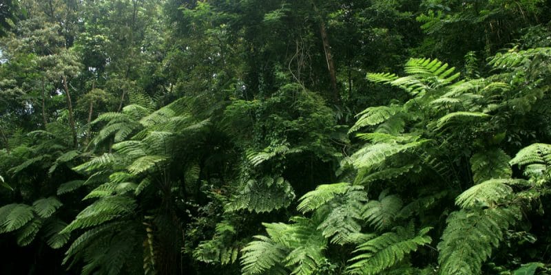 CAMEROUN : le CEW recherche un expert pour l’évaluation de la forêt de Ngog-Mapubi©Sukma Rizqi/Shutterstock