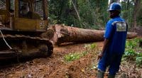 DRC: Suspension of moratorium on new logging concessions causes concern©TOWANDA1961/Shutterstock