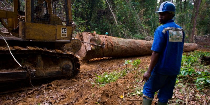 RDC : la suspension du moratoire sur les nouvelles concessions forestières inquiète©TOWANDA1961/Shutterstock