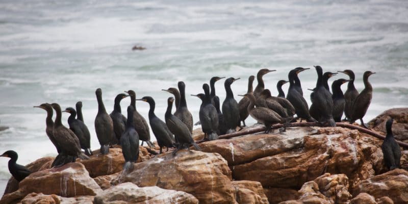 SOUTH AFRICA: Bird flu decimates endangered Cape Cormorant © Dirk M. de Boer/Shutterstock