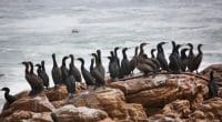 AFRIQUE DU SUD : la grippe aviaire décime cormoran du Cap, en danger d’extinction © Dirk M. de Boer/Shutterstock