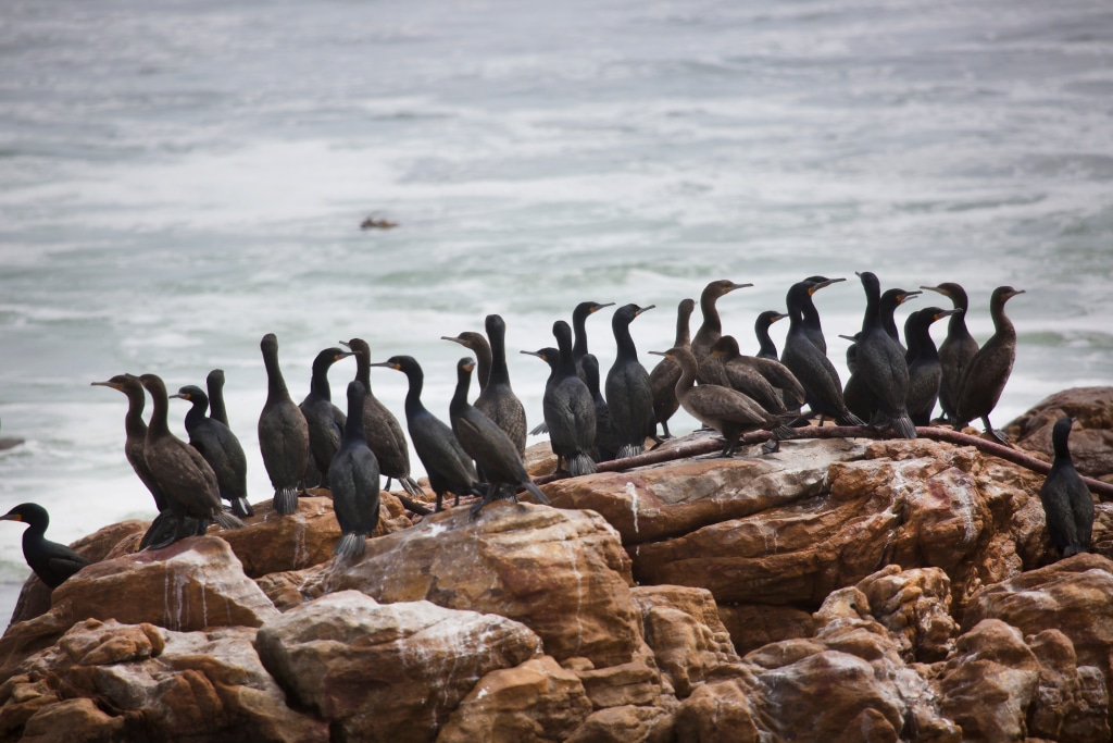 AFRIQUE DU SUD : la grippe aviaire décime cormoran du Cap, en danger d’extinction © Dirk M. de Boer/Shutterstock