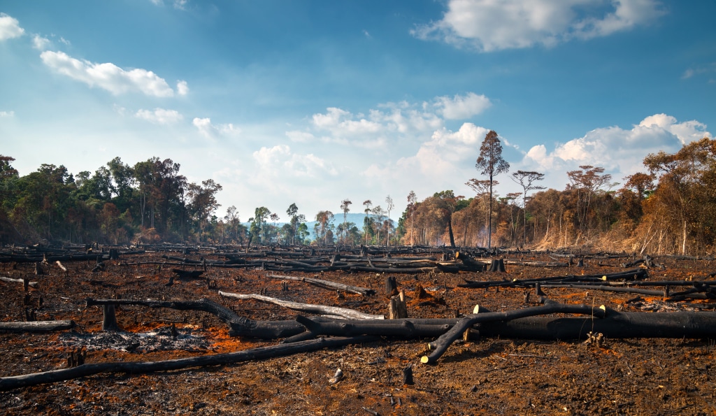 AFRICA: International agreement to stop deforestation by 2030© Thammanoon Khamchalee/Shutterstock
