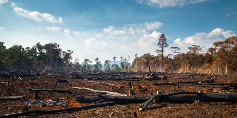 AFRIQUE : un accord international pour stopper la déforestation d’ici à 2030© Thammanoon Khamchalee/Shutterstock