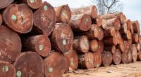 COTE D’IVOIRE : trois sociétés forestières fermées, pour coupe illégale du bois©Ayotography/Shutterstock