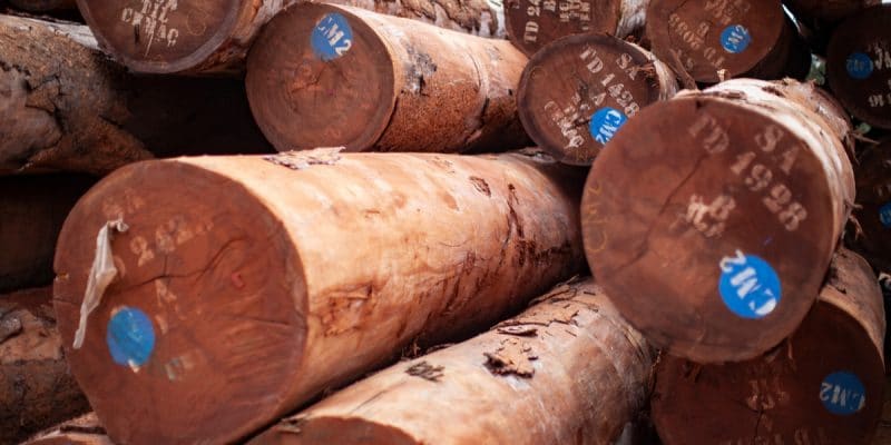 GABON: Towards sustainable certification of the timber industry©Ayotography/Shutterstock