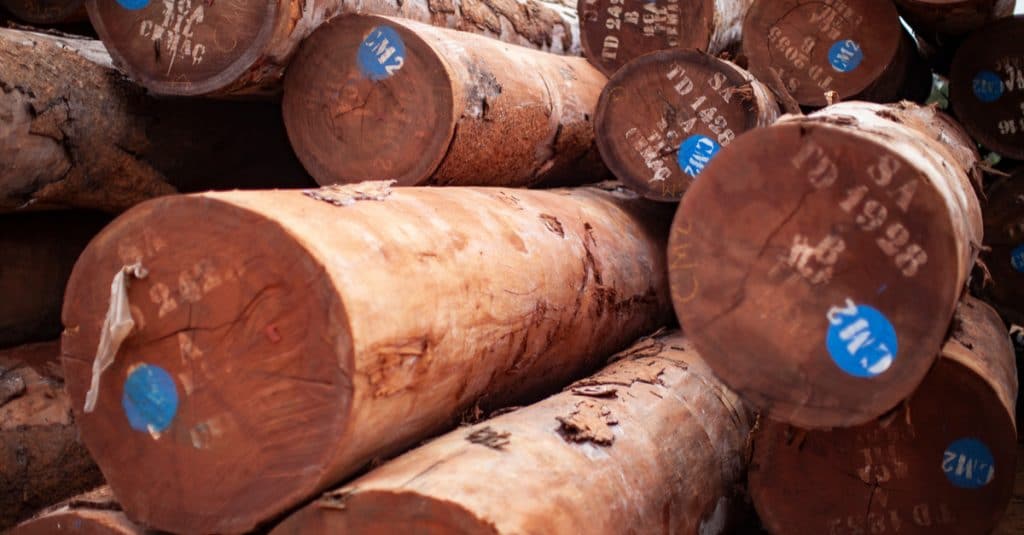 GABON : vers la certification durable de la filière bois ©Ayotography/Shutterstock