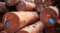 GABON : vers la certification durable de la filière bois ©Ayotography/Shutterstock