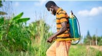 AFRIQUE: l'UE autorise la vente des pesticides tueurs de biodiversité©Kwame Amo/Shutterstock
