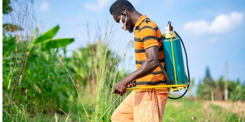 AFRIQUE: l'UE autorise la vente des pesticides tueurs de biodiversité©Kwame Amo/Shutterstock