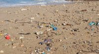 NORTH AFRICA: "TouMaLi" project to clean up coastal areas©Natalia Saudi/Shutterstock
