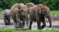 GABON : une technique basée sur l’ADN permet de recenser 95 000 éléphants de forêt ©Gudkov Andrey de Shutterstock