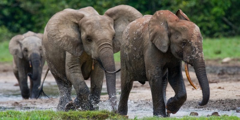 GABON : une technique basée sur l’ADN permet de recenser 95 000 éléphants de forêt ©Gudkov Andrey de Shutterstock