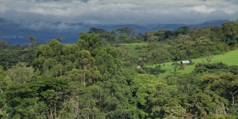 AFRIQUE : l’AFD lance un appel à projets de restauration écologique © Jan Mastnik/Shutterstock