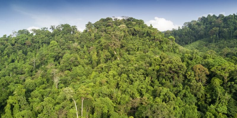 IVORY COAST: EU to launch forest cover monitoring program ©Rich Carey/ Shutterstock