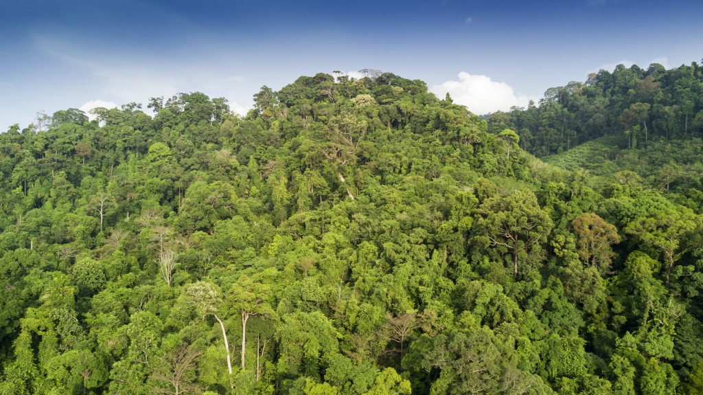 CÔTE D’IVOIRE : l’UE va lancer un programme de surveillance du couvert forestier ©Rich Carey/ Shutterstock
