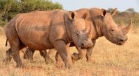 RWANDA: Transferred from South Africa, 30 white rhinos join Akagera © Cathy Withers-Clarke/Shutterstock
