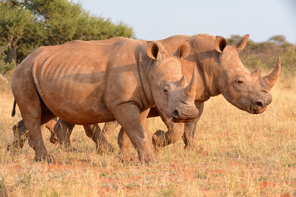 RWANDA: Transferred from South Africa, 30 white rhinos join Akagera © Cathy Withers-Clarke/Shutterstock