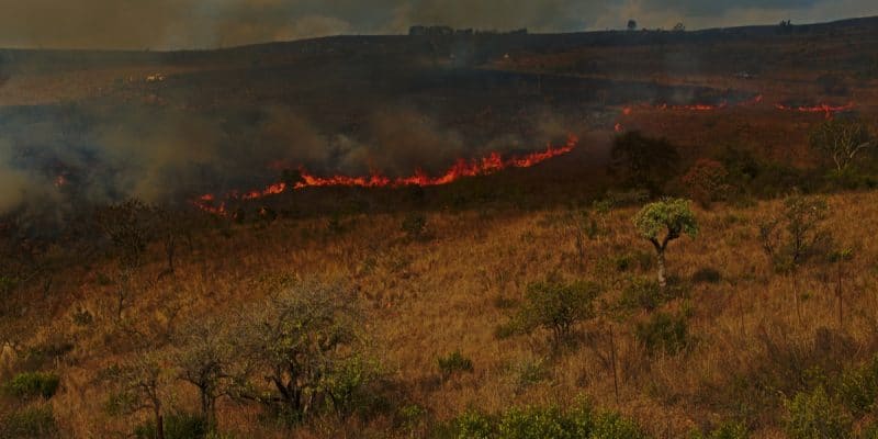 BÉNIN: miser sur les feux précoces pour protéger la biodiversité©aspas/Shutterstock
