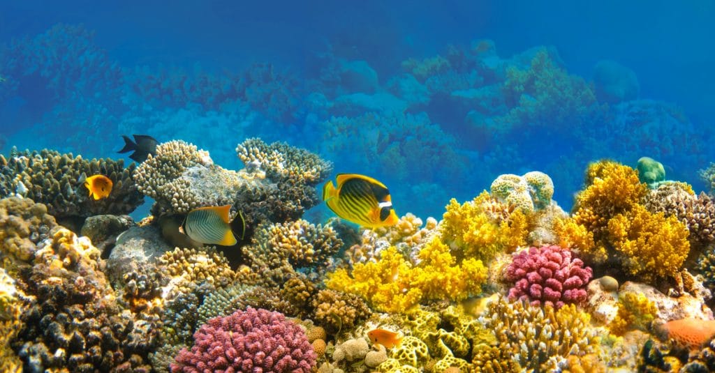 EGYPT: Climate change threatens coral reef tourism ©Solarisys/Shutterstock