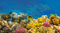 EGYPT: Climate change threatens coral reef tourism ©Solarisys/Shutterstock