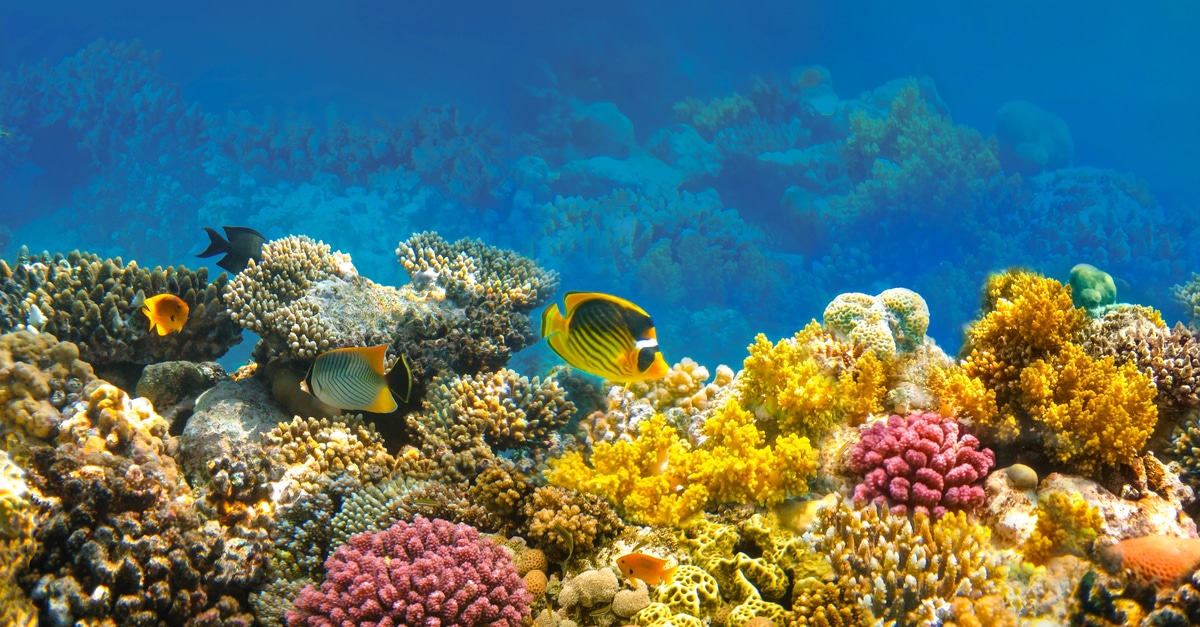 Reef tourism