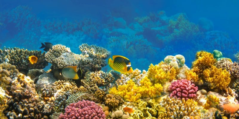 ÉGYPTE : le changement climatique menace le tourisme lié aux récifs coralliens ©Solarisys/Shutterstock