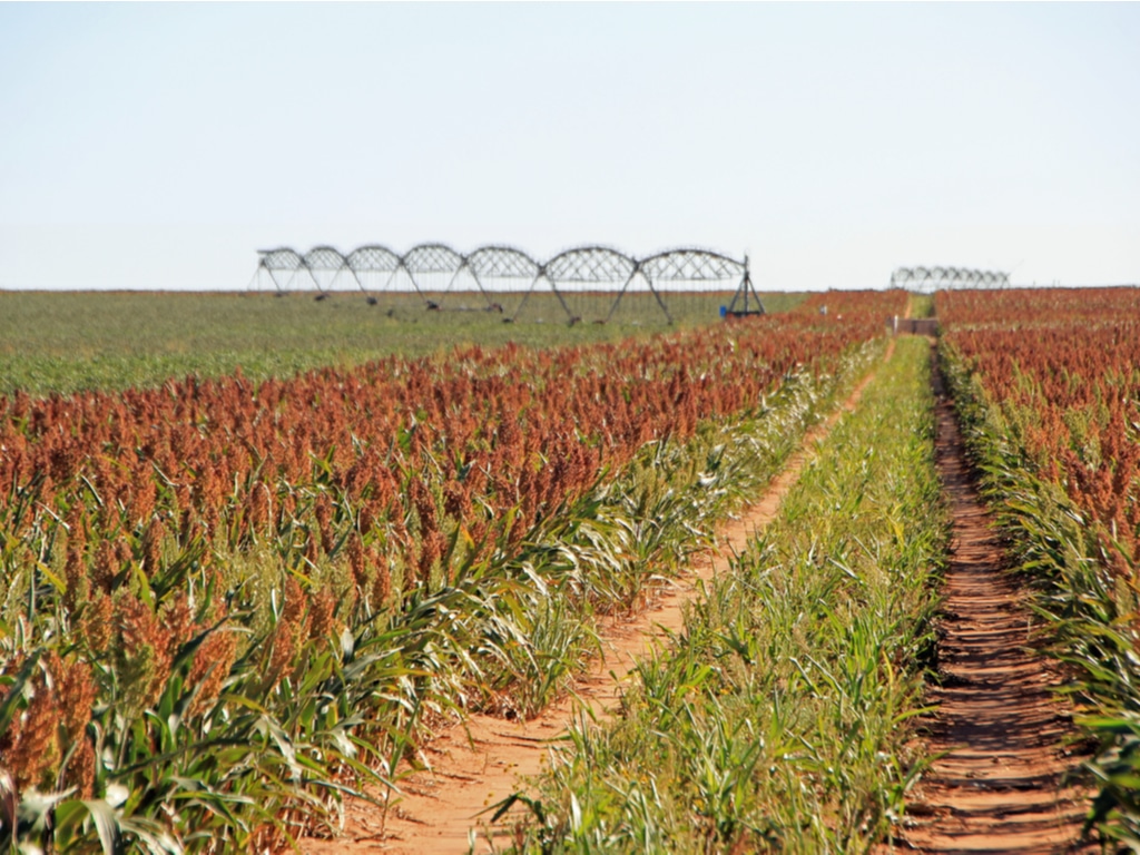 CAMEROUN : la Banque mondiale prête 200 M$ pour l’irrigation dans le bassin du Logone ©Sheri Armstrong/Shutterstock