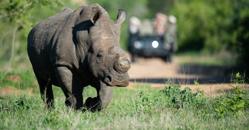 AFRICA: China commits to wildlife protection©Rudi Hulshof/Shutterstock