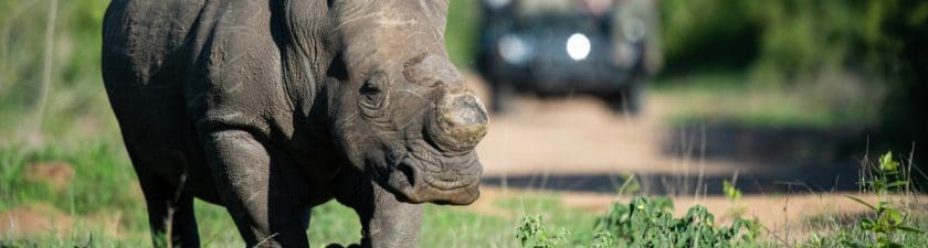 AFRICA: China commits to wildlife protection©Rudi Hulshof/Shutterstock
