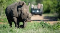 AFRIQUE : la Chine s’engage pour la protection de la faune et de la flore sauvages©Rudi Hulshof/Shutterstock
