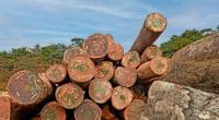 CONGO BASIN: the objectives of the new regional forest certification scheme©O.Rek's/Shutterstock