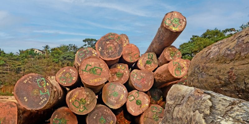 BASSIN DU CONGO : objectifs du nouveau schéma régional de certification forestière©O.Rek's/Shutterstock