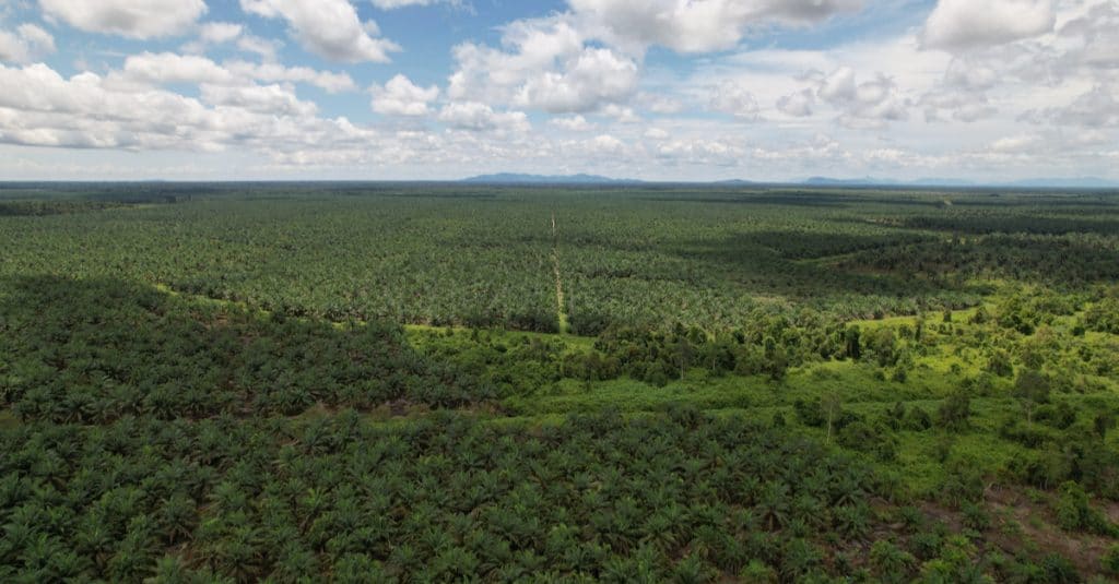 CAMEROON: France's role in the Camvert palm plantation project highlighted ©Pro Aerial Master/Shutterstock