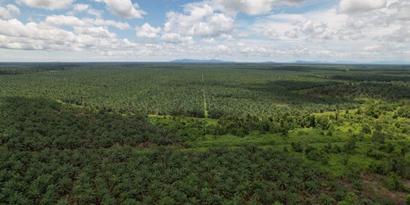 CAMEROON: France's role in the Camvert palm plantation project highlighted ©Pro Aerial Master/Shutterstock