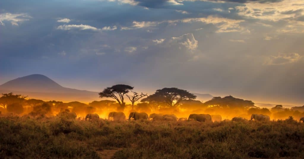 AFRICA: 2 Former Heads of State Join AWF for Nature Conservation©FOTOGRIN/Shutterstock