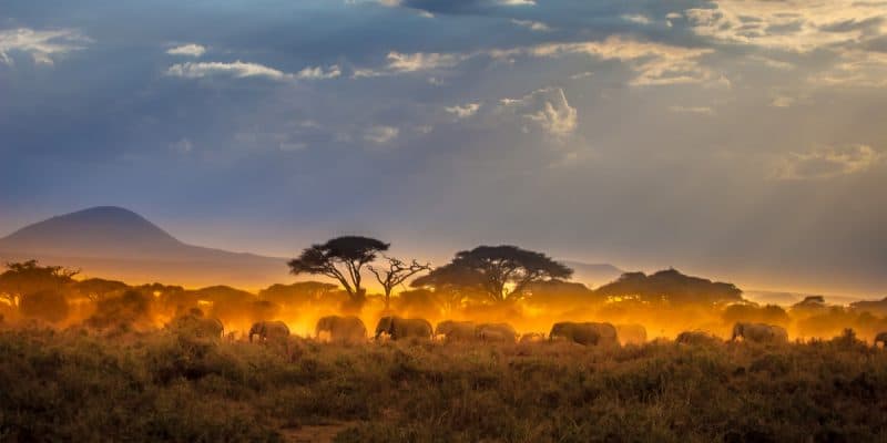 AFRIQUE : 2 anciens chefs d'État rejoignent l'AWF, pour la conservation de la nature ©FOTOGRIN/Shutterstock