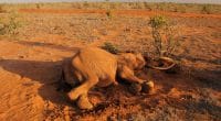 CAMEROON: Poachers kill 8 elephants in the Lébéké National Park ©Miroslav Ludma/Shutterstock