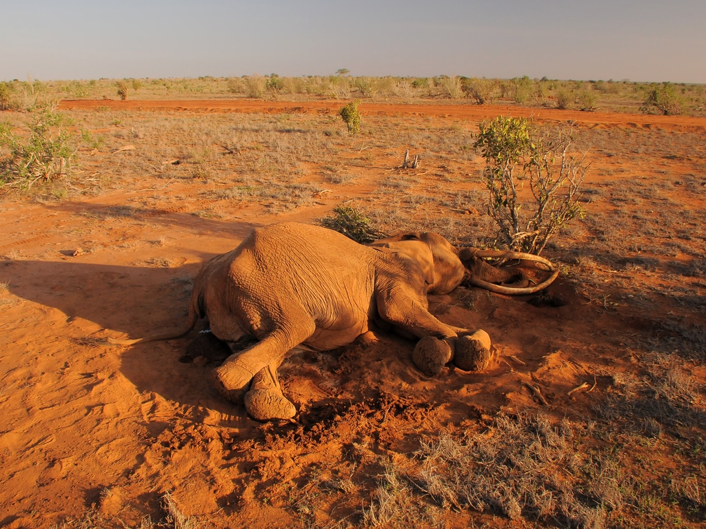 CAMEROON: Poachers kill 8 elephants in the Lébéké National Park ©Miroslav Ludma/Shutterstock