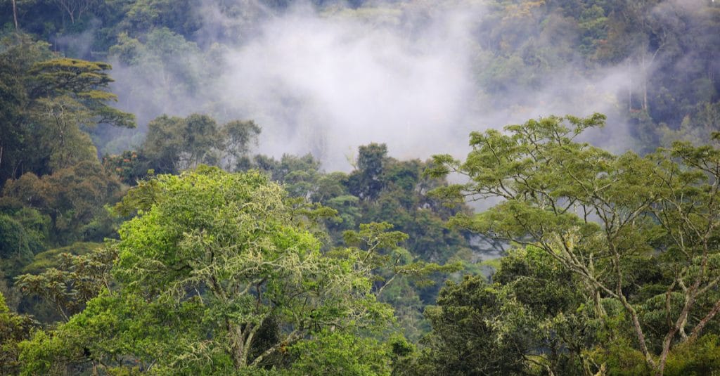CAMEROON: Uvariopsis dicaprio, a tree species discovered in the Ebo Forest©JordiStock/Shutterstock