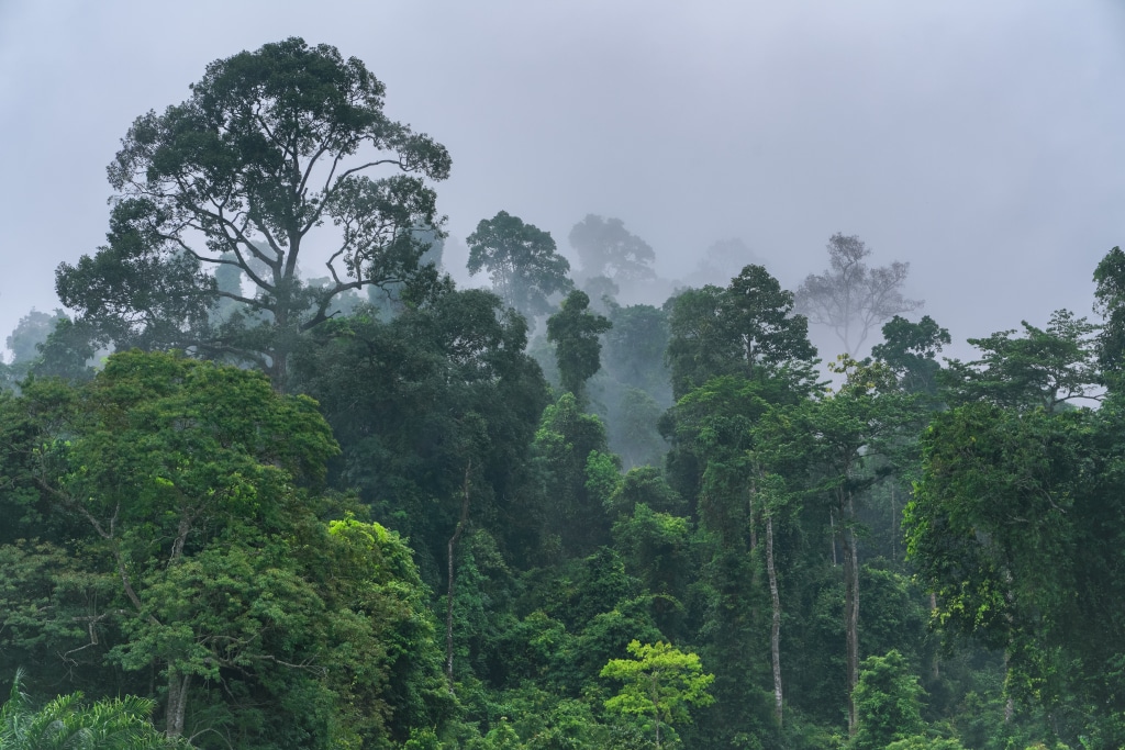 AFRIQUE : l’AFF prépare un manuel académique sur la protection des forêts ©Pratan Ounpitipong de Shutterstock