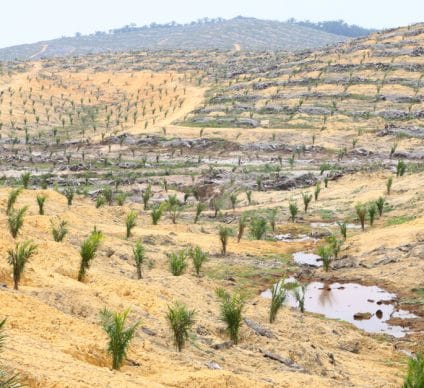 LIBERIA: Three Dutch banks allocate $3.5 billion to deforestation projects©KYTan/Shutterstock