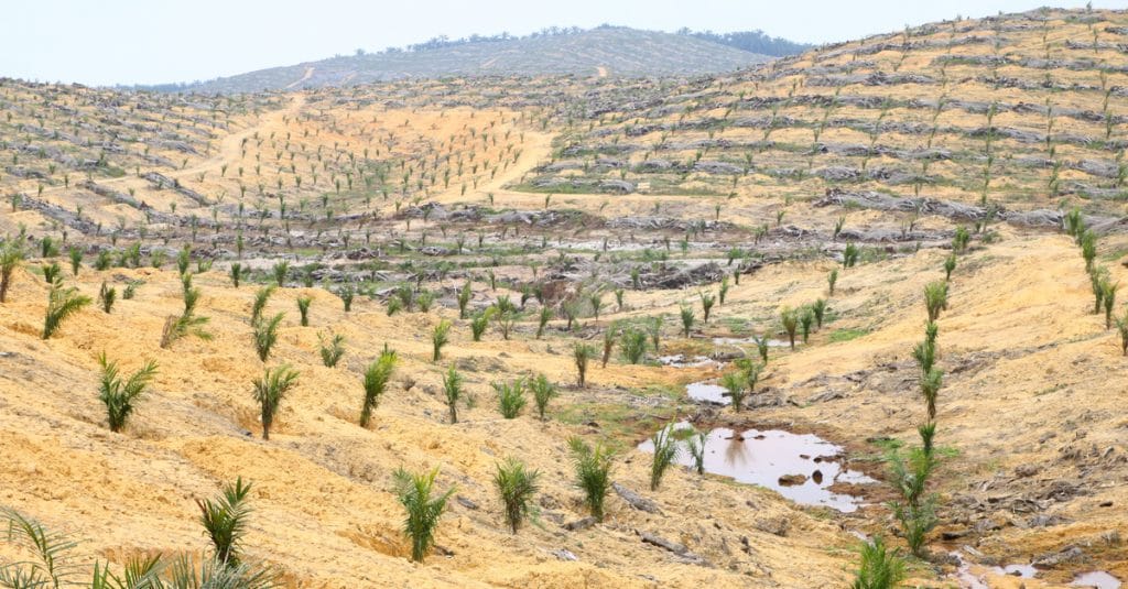LIBERIA: trois banques néerlandaises allouent 3,5 Md$ à des projets de déforestation©KYTan/Shutterstock