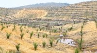 LIBERIA: trois banques néerlandaises allouent 3,5 Md$ à des projets de déforestation©KYTan/Shutterstock