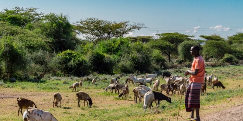 KENYA : un appel à candidatures du WWF et DFCD pour des projets climatiques ©Philou 1000 de Shutterstock