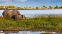 BOTSWANA : « Compact » mêle les riverains à la préservation du bassin de l’Okavango ©manfredstutz/Shutterstock